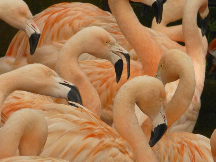 Flamingos in lockdown